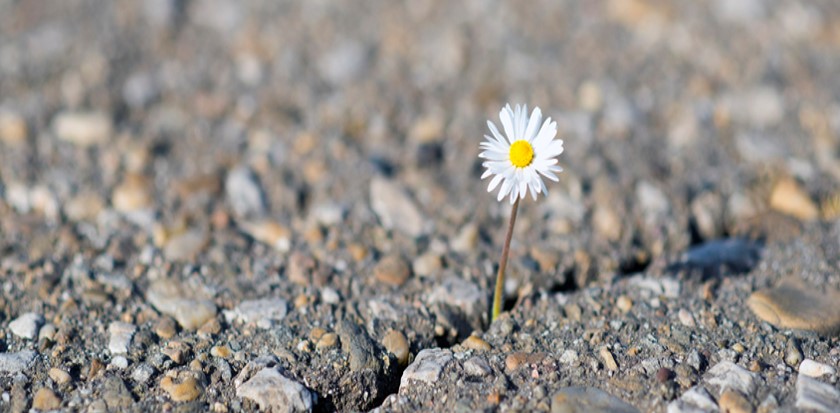 Wellness Webinar - Developing Resilience: Practicing optimism and healthy habits to adapt to life’s curve balls